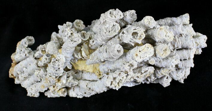 Jurassic Aged Fossil Coral Colony - Germany #24762